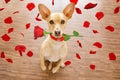 Valentines dog in love with rose in mouth Royalty Free Stock Photo