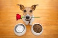 Valentines dog in love with rose in mouth Royalty Free Stock Photo