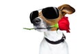 Valentines dog in love with rose in mouth Royalty Free Stock Photo