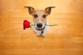 Valentines dog in love with rose in mouth Royalty Free Stock Photo