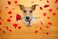 Valentines dog in love with rose in mouth Royalty Free Stock Photo