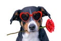 Valentines dog in love with rose in mouth Royalty Free Stock Photo