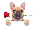Valentines dog Royalty Free Stock Photo