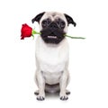 Valentines dog Royalty Free Stock Photo