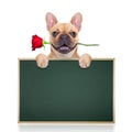 Valentines dog Royalty Free Stock Photo