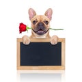 Valentines dog Royalty Free Stock Photo