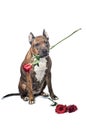 Valentines dog in love with you , with a red rose in mouth , isolated on white background Royalty Free Stock Photo