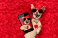 Valentines dog with rose petals Royalty Free Stock Photo