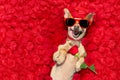 Valentines dog with rose petals Royalty Free Stock Photo