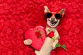 Valentines dog with rose petals Royalty Free Stock Photo