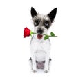 Valentines dog with rose Royalty Free Stock Photo