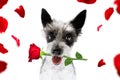 Valentines dog with rose Royalty Free Stock Photo