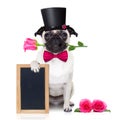 Valentines love sick dog Royalty Free Stock Photo
