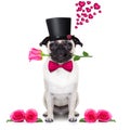 Valentines love sick dog Royalty Free Stock Photo