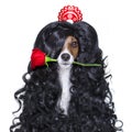 Valentines in love spanish lola dog