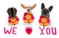 Valentines mothers and fathers day dog Royalty Free Stock Photo