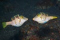 Valentines Puffers, Canthigaster valentini Royalty Free Stock Photo