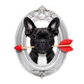 Valentines rose dog Royalty Free Stock Photo