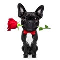 Valentines rose dog Royalty Free Stock Photo