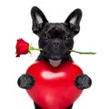 Valentines rose dog Royalty Free Stock Photo