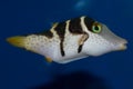 Valentini Puffer fish