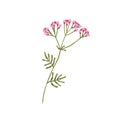 Valerian flower. Wild herb Valeriana officinalis. Floral herbal plant. Botany drawing of meadow medicinal flora. Modern