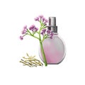 Valerian flowering plant fresh and dry and perfume bottle isolated digital art illustration. Garden valerian, garden heliotrope,