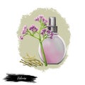 Valerian flowering plant fresh and dry and perfume bottle isolated digital art illustration. Garden valerian, garden heliotrope,