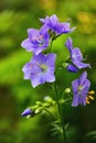 Valerian greek. The Latin name is Polemonium Coeruleum. A plant with a calming and analgesic effect Royalty Free Stock Photo