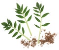 Valerian Herb Royalty Free Stock Photo