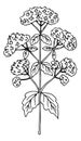 Valerian herb. Blooming natural plant flowers drawing