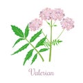 Valerian herb or Caprifoliaceae plant and flowers