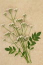 Valerian Herb Flowers