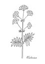 Valerian herb isolated on white background. Line art style.