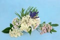 Valerian Lavender and Elder Flower Calming Herbs