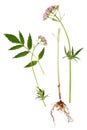 Valerian Leaf, Root and Flower Royalty Free Stock Photo