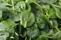 Valerian leaf salad background