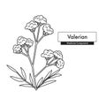 Valerian line art drawing. Best for organic cosmetics, ayurveda, alternative medicine.