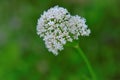 Valerian officinalis on a green background. flowers of Valerian officinalis.