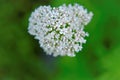 Valerian officinalis on a green background. flowers of Valerian officinalis. Healing flowers and herbs.