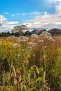 Valerian officinalis. Field, sun