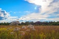 valerian officinalis, flower, sky. field, sun, ray, colorful, summer