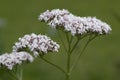 Valerian; officinalis; medicinal plant