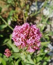 Valerian pink flower