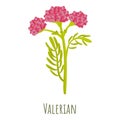 Valerian plant icon, cartoon style