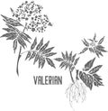 Valerian plant silhouette vector illustration