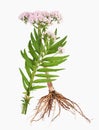 Valerian with roots and blossoms, isolated