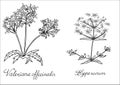 Valerian St. Johns wort Hand drawn sketched illustration. Doodle graphic