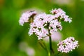 Valerian (Valeriana officinalis) Royalty Free Stock Photo