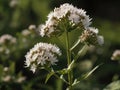 Valerian (Valeriana officinalis) Royalty Free Stock Photo